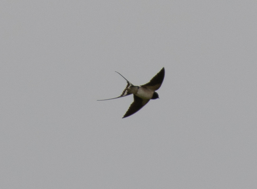 Barn Swallow