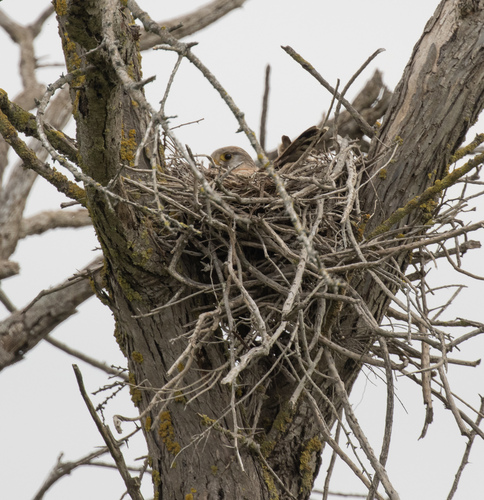 Lesser Kestrel