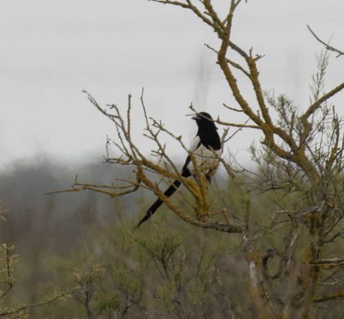 Eurasian Magpie