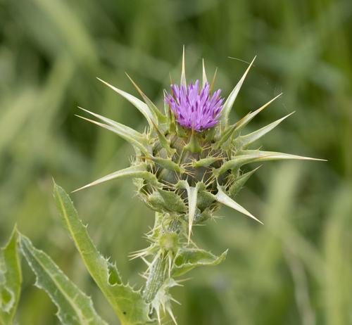 milk thistle