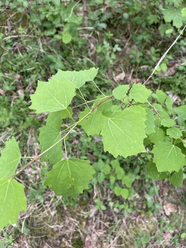 European aspen