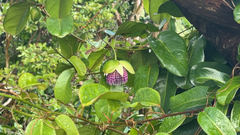 Passiflora laurifolia, photograph (c) Nathan Nguyen, some rights reserved (CC BY)