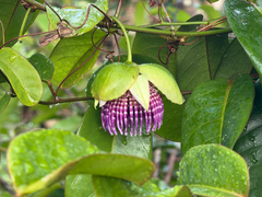 Passiflora laurifolia, photograph (c) Nathan Nguyen, some rights reserved (CC BY)