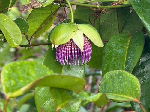 Passiflora laurifolia, photograph 4