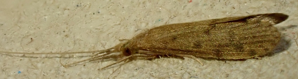 Oecetis testacea