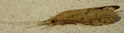 Oecetis testacea
