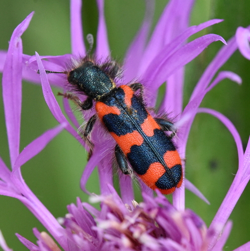 Bee-eating Beetle, Oisterwijk, Netherlands, photo 10 of 10