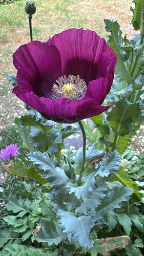 opium poppy