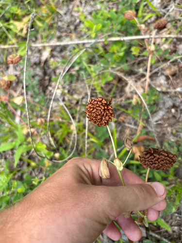 Trifolium reflexum, photograph 3
