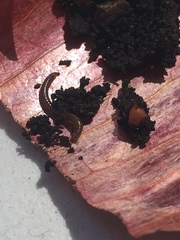 Parajulidae