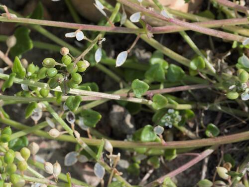 Cochlearia danica, photograph 1