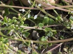 Cochlearia danica, photograph (c) Daniel Cahen, some rights reserved (CC BY)