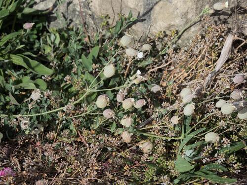 Cochlearia danica, photograph 3