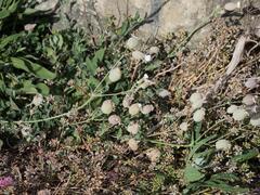 Cochlearia danica, photograph (c) Daniel Cahen, some rights reserved (CC BY)