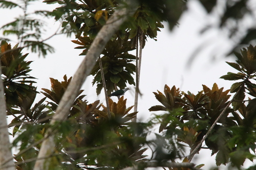 Geelvink Imperial Pigeon (Ducula geelvinkiana)