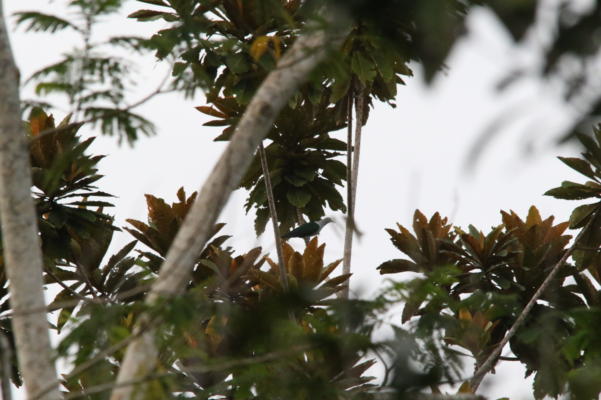 Geelvink Imperial Pigeon (Ducula geelvinkiana), photo 2