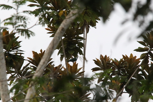 Geelvink Imperial Pigeon (Ducula geelvinkiana), photo 4