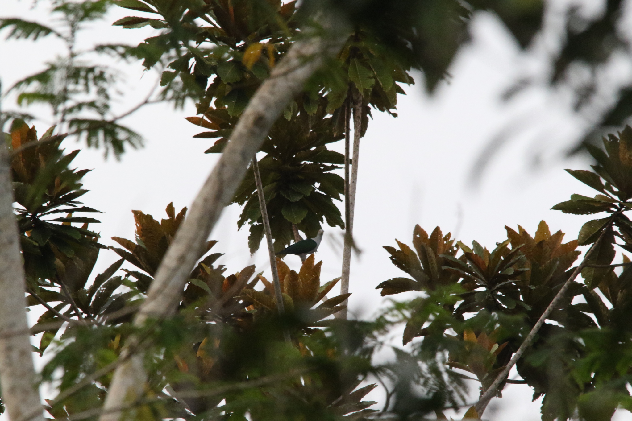 Geelvink Imperial Pigeon (Ducula geelvinkiana), photo 3