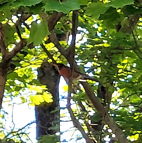 American Robin