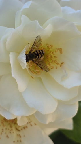 Migrant Hover Fly