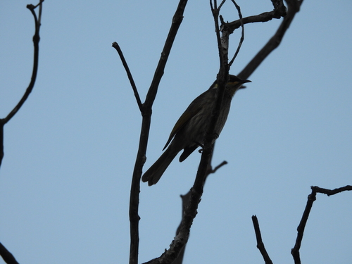 Mangrove Honeyeater (Gavicalis fasciogularis), photo 7