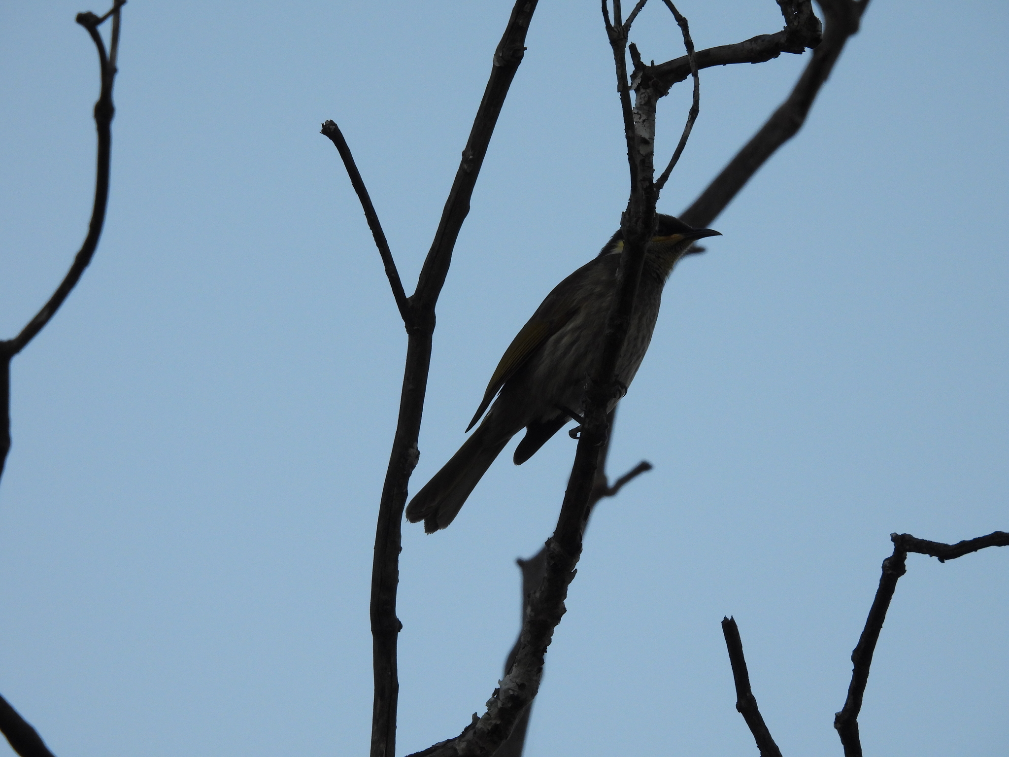 Mangrove Honeyeater (Gavicalis fasciogularis), photo 7