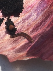 Parajulidae