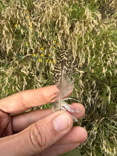 Plume de Outarde canepetière