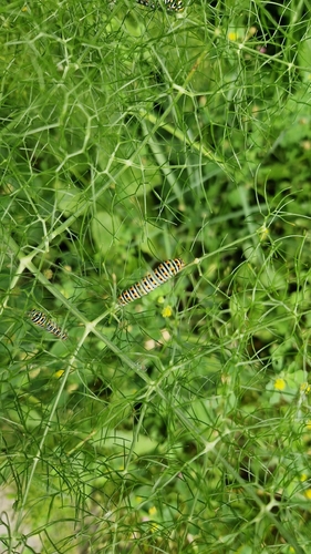 Old World Swallowtail