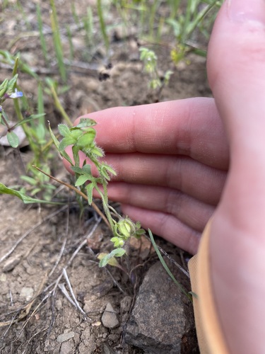 Nemophila breviflora observed 2026-05-30