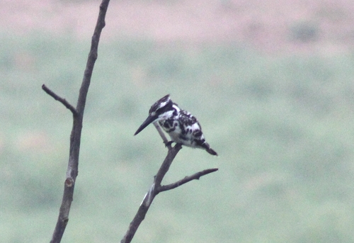iNaturalist: (c) Bipasha David, some rights reserved (CC BY-NC), uploaded by Bipasha David iNaturalist image