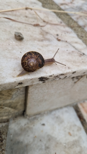 Garden Snail