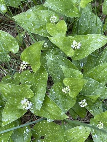 May Lily