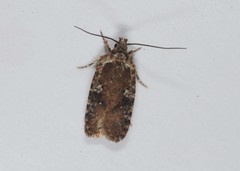 Agonopterix purpurea