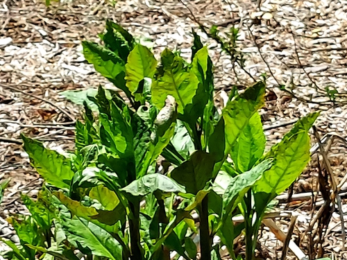 American pokeweed