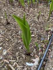 Convallaria