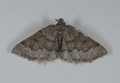Aleucis distinctata