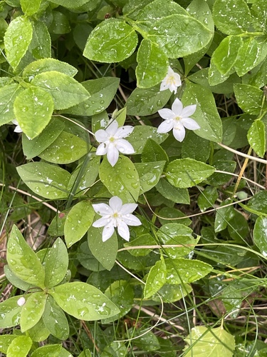 Arctic Starflower