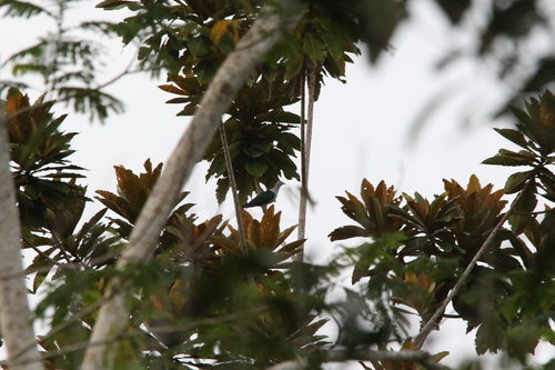 Geelvink Imperial Pigeon (Ducula geelvinkiana), photo 5