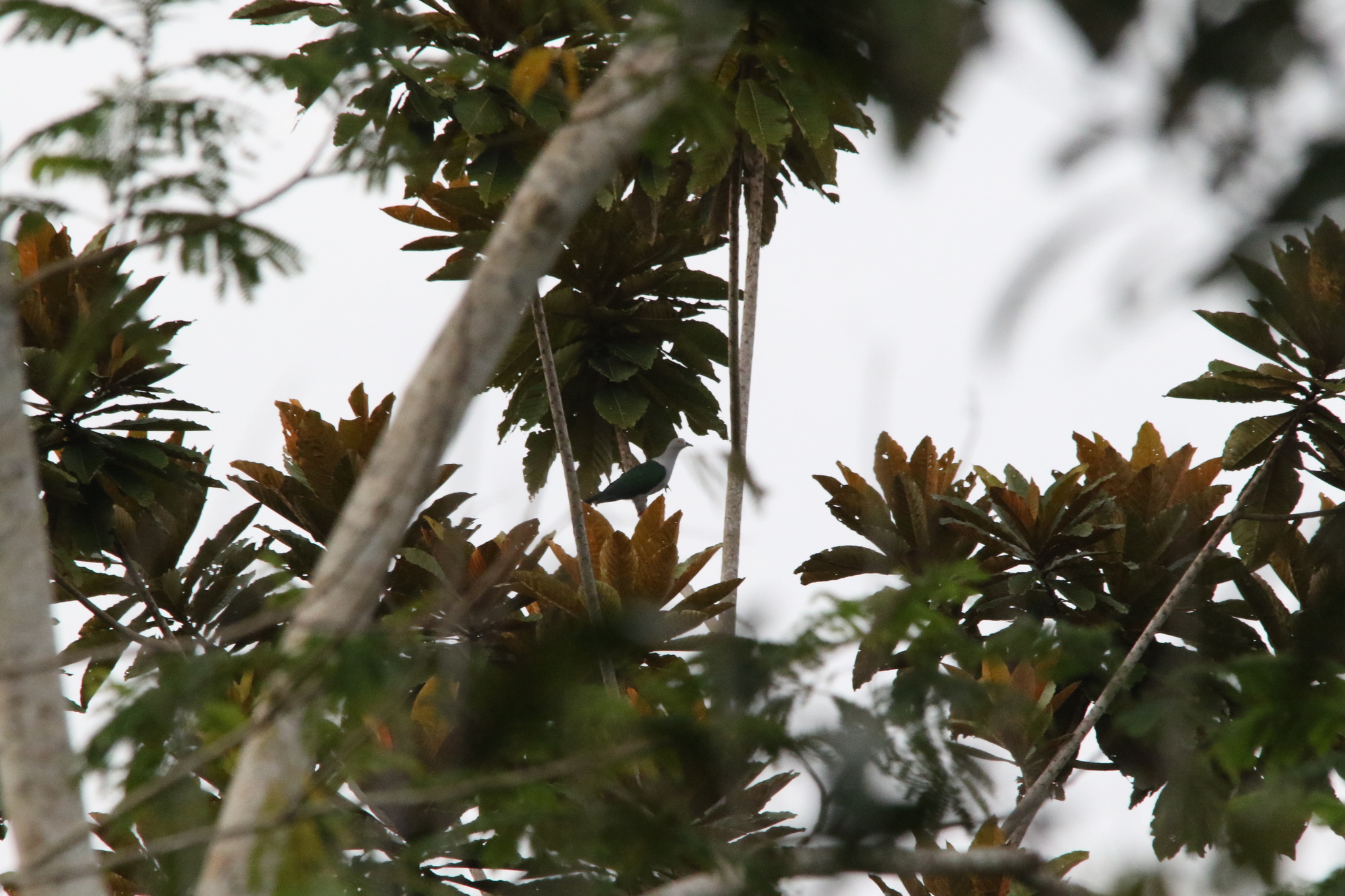 Geelvink Imperial Pigeon (Ducula geelvinkiana), photo 4