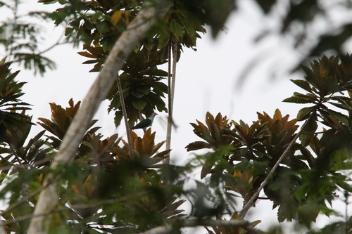 Geelvink Imperial Pigeon (Ducula geelvinkiana), photo 6