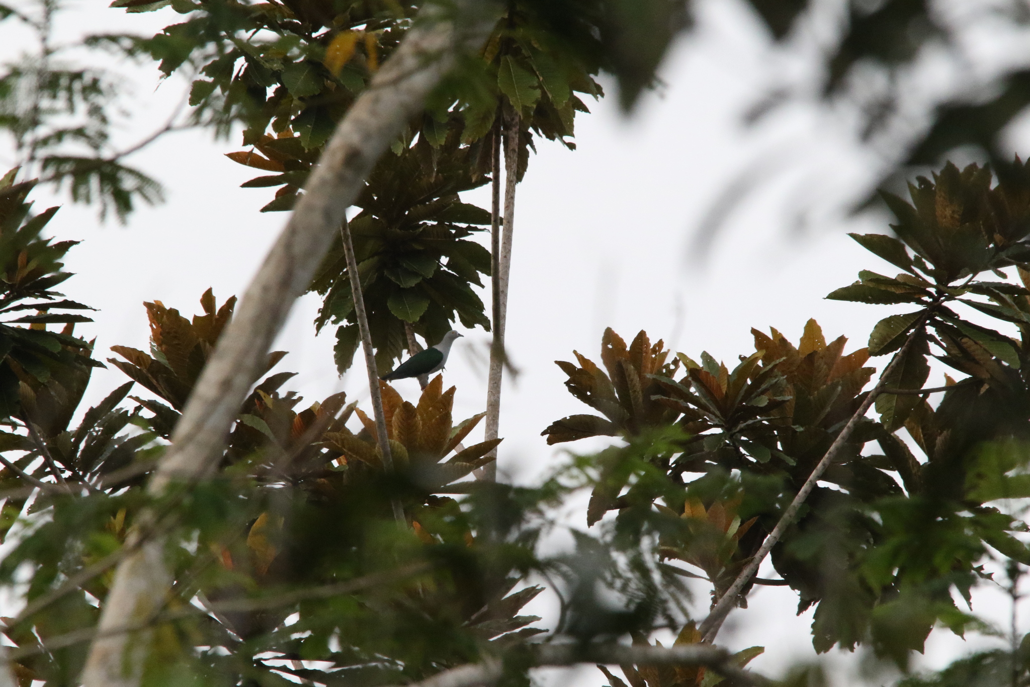 Geelvink Imperial Pigeon (Ducula geelvinkiana), photo 5