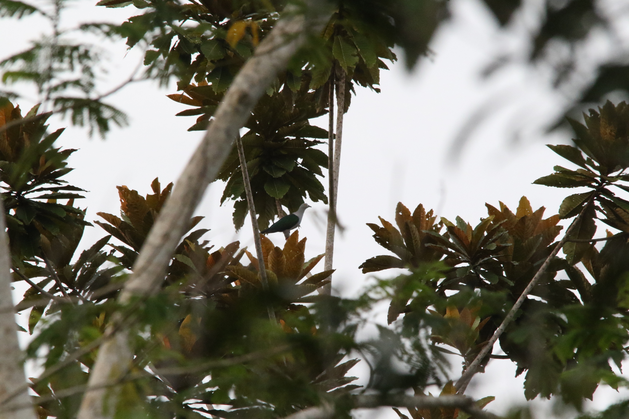 Geelvink Imperial Pigeon (Ducula geelvinkiana), photo 6