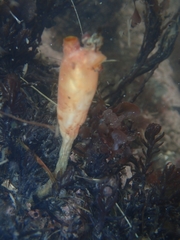 Styela montereyensis