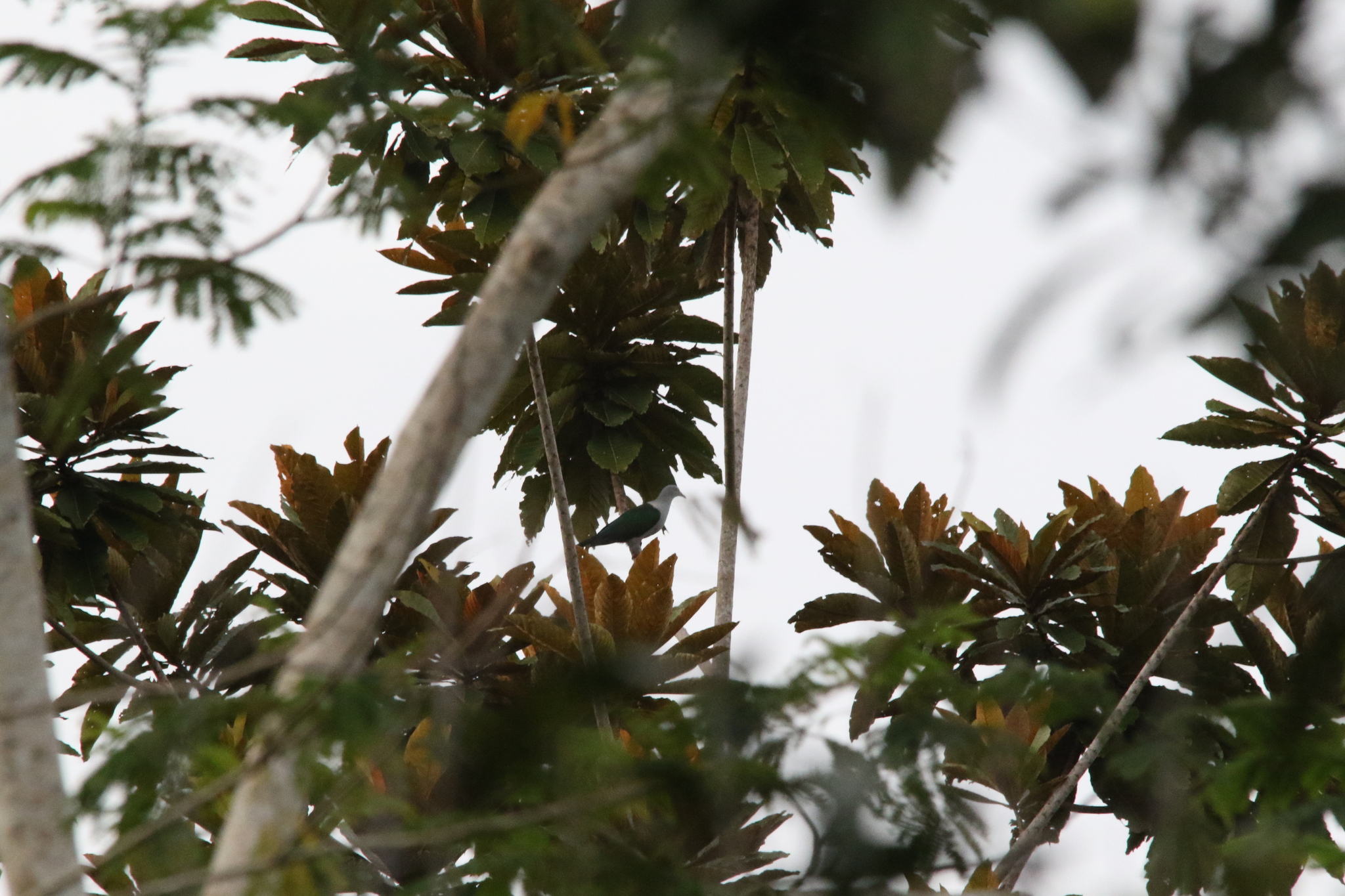 Geelvink Imperial Pigeon (Ducula geelvinkiana), photo 7