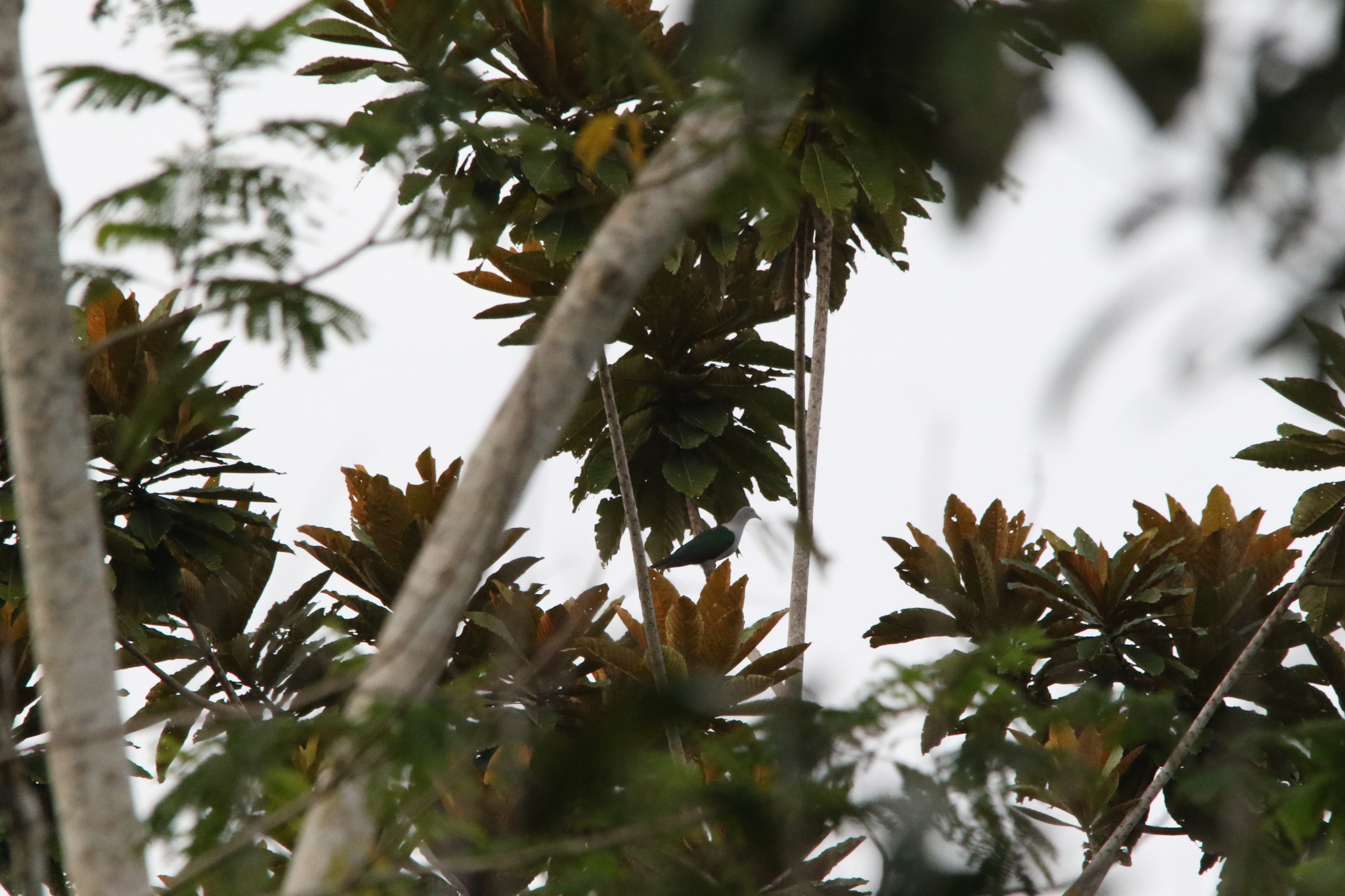 Geelvink Imperial Pigeon (Ducula geelvinkiana), photo 8