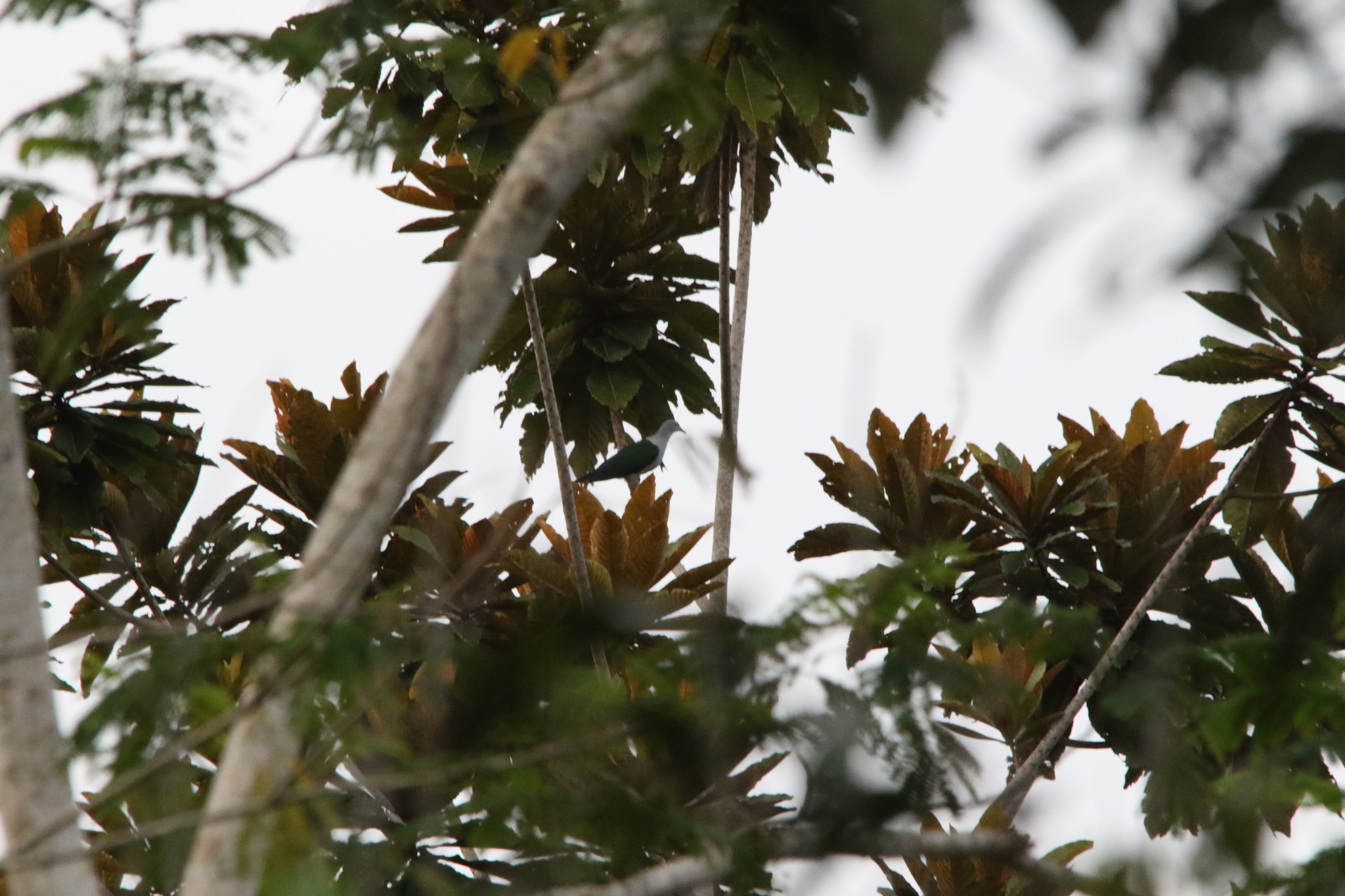 Geelvink Imperial Pigeon (Ducula geelvinkiana), photo 9