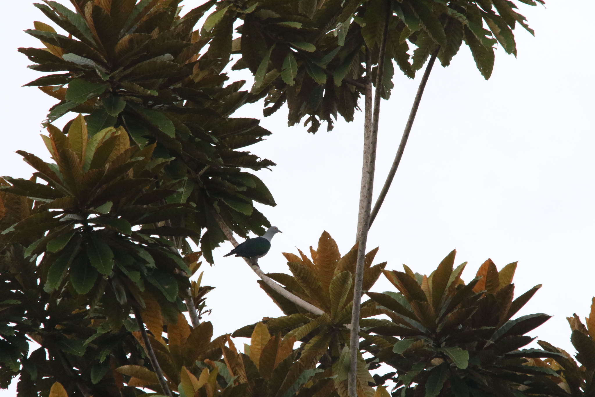 Geelvink Imperial Pigeon (Ducula geelvinkiana), photo 10