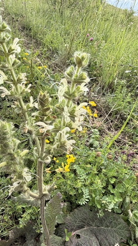 Salvia austriaca, 2026-06-01