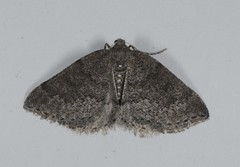 Aleucis distinctata